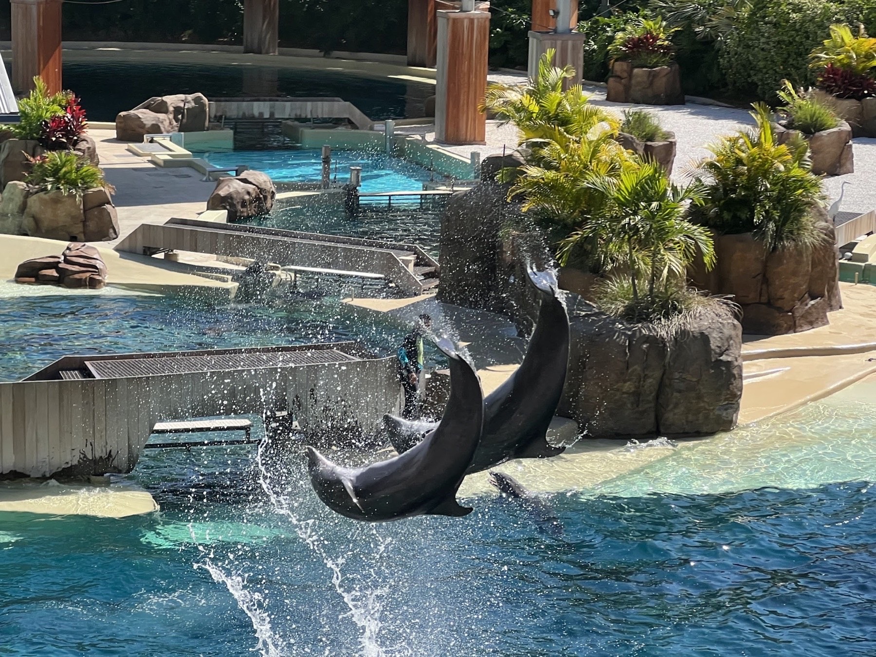 Dolphins during a SeaWorld presentation